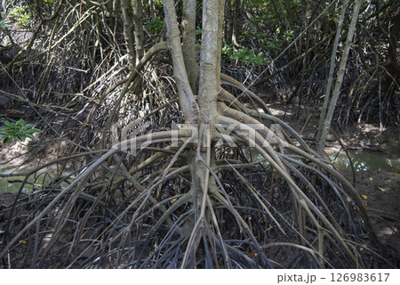 THAILAND RAYONG MANGROVE WALK 126983617