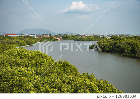THAILAND RAYONG MANGROVE WALK 126983634