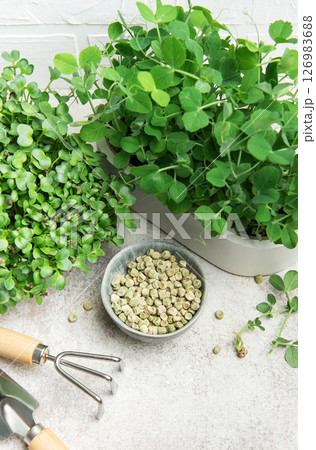Microgreens growing kit with radish and pea sprouts and seeds 126983688