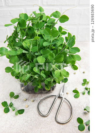 Fresh microgreens growing in plastic container and scissors on table 126983690