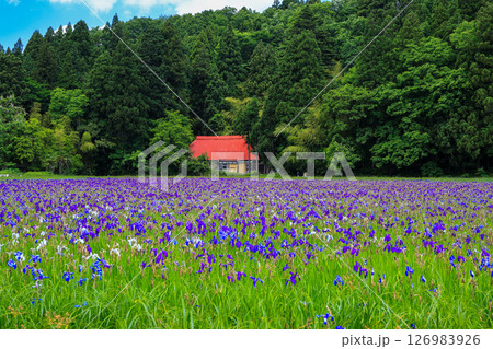 新緑のカキツバタ群生地 126983926