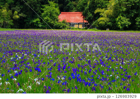 光とカキツバタ群生地 126983929