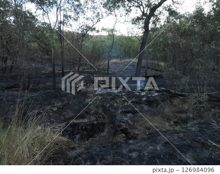 山火事跡 Bruce Hwy 沿線の Carmila QLD付近 オーストラリア 山火事跡 Bruce Hwy 沿線の Carmila QLD付近 オーストラリア 126984096