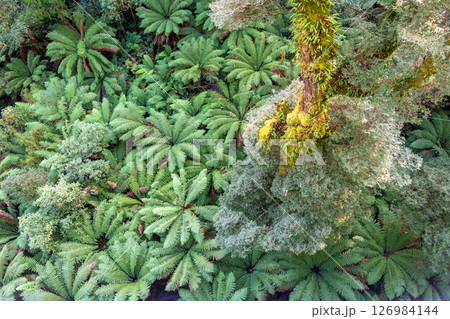 Lush green ferns in Great Otway National Park, Victoria, Australia 126984144