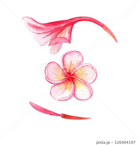 Pink plumeria flowers with five petals, bud watercolor set. Hand painted ideal for spa branding, tropical packaging, summer wedding decor, textile design, greeting cards, and botanical illustrations 126984197