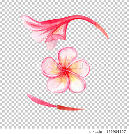 Pink plumeria flowers with five petals, bud watercolor set. Hand painted ideal for spa branding, tropical packaging, summer wedding decor, textile design, greeting cards, and botanical illustrations 126984197