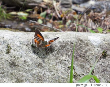 渓流とウラギンシジミ 126984285