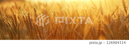 Ears of bread background.Agriculture. Golden field.generative ai. 126984314