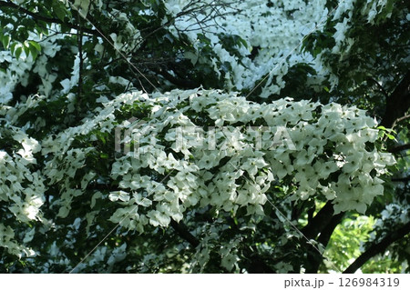 登山で見かけた驚くほどたくさん花をつけたヤマボウシ 登山で見かけた驚くほどたくさん花をつけたヤマボウシ 126984319