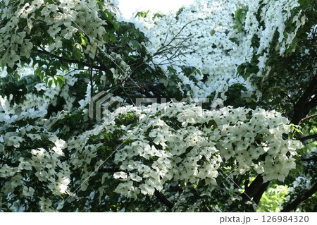おびただしい数の花をつけたヤマボウシの木 おびただしい数の花をつけたヤマボウシの木 126984320