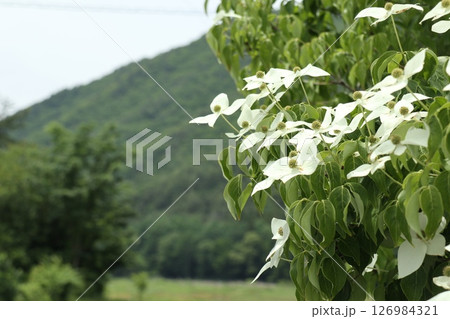 緑の山と白いヤマボウシの花 緑の山と白いヤマボウシの花 126984321