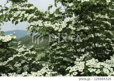 白いやまぼうしの花とその向こうに見える山の気持ちのいい風景 126984326