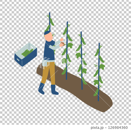 きゅうりの収穫作業をする農家のイラスト きゅうりの収穫作業をする農家のイラスト 126984360