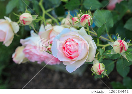 バラの花、薄い赤色 126984441