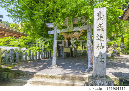 素盞雄神社 石鳥居 銀杏の巨樹(奈良県桜井市初瀬) 素盞雄神社 石鳥居 銀杏の巨樹(奈良県桜井市初瀬) 126984513