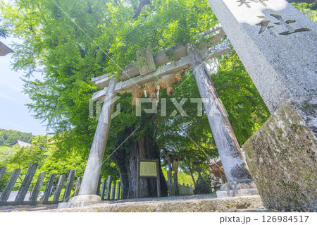 素盞雄神社　石鳥居　銀杏の巨樹（奈良県桜井市初瀬） 126984517