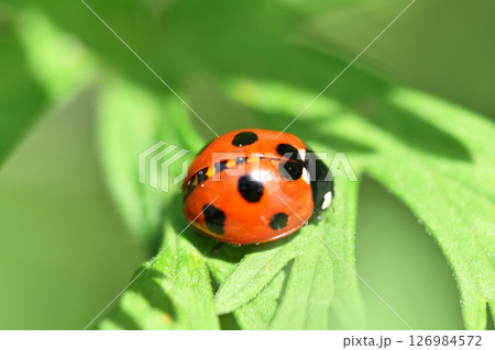 ナナホシテントウムシ(七星天道虫) ナナホシテントウムシ(七星天道虫) 126984572
