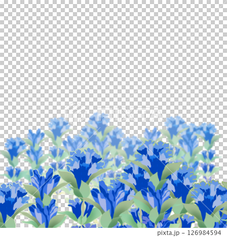 Gentian Gentian 126984594