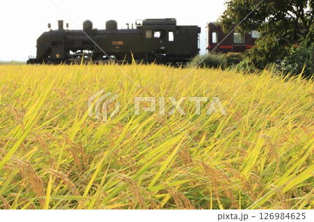 真岡鐵道「稲穂と蒸気機関車が走る光景」 126984625