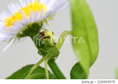 ヒメジョオン（姫女苑）の花で獲物を待つハナグモのクローズアップ 126984678
