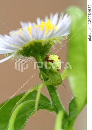 ヒメジョオン(姫女苑)の花で獲物を待つハナグモのクローズアップ ヒメジョオン(姫女苑)の花で獲物を待つハナグモのクローズアップ 126984680