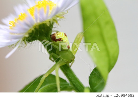 ヒメジョオン(姫女苑)の花で獲物を待つハナグモのクローズアップ ヒメジョオン(姫女苑)の花で獲物を待つハナグモのクローズアップ 126984682