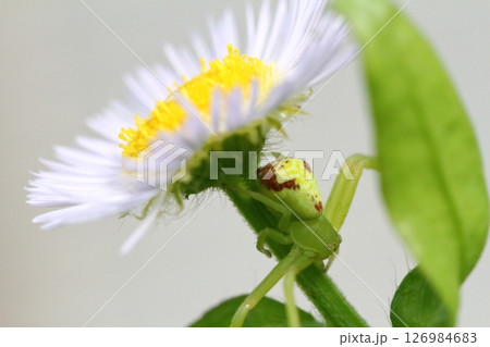 ヒメジョオン（姫女苑）の花で獲物を待つハナグモのクローズアップ 126984683