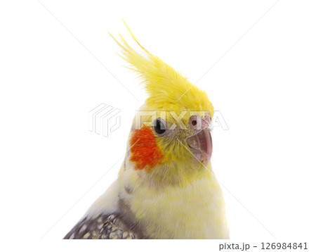 cockatiel  parrot isolated on a white background 126984841