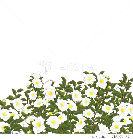 山茶花 126985177