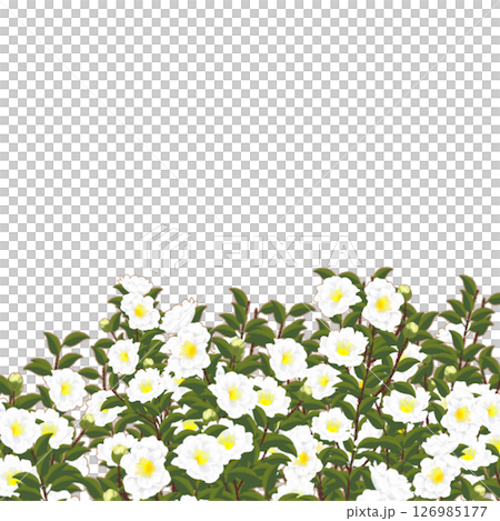 山茶花 126985177