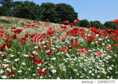 お花畑 126985371