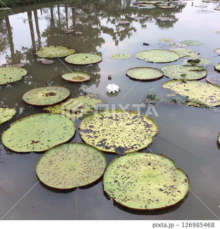 オオオニバス02 126985468