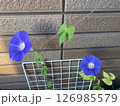 2輪目が咲いたあさがお 126985579