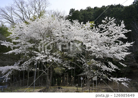 桜と神社のある風景 桜と神社のある風景 126985649