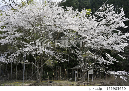 桜と神社のある風景 126985650