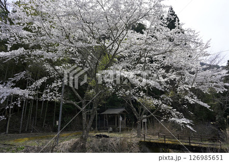 桜と神社のある風景 126985651