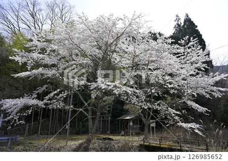 桜と神社のある風景 桜と神社のある風景 126985652