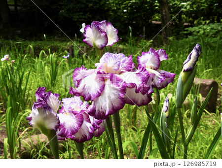 花菖蒲! 花菖蒲! 126985719