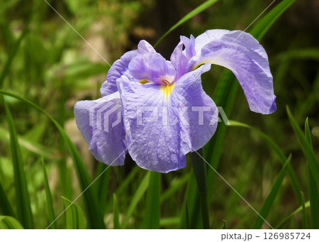 花菖蒲! 花菖蒲! 126985724