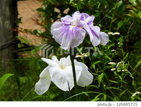 花菖蒲! 花菖蒲! 126985725