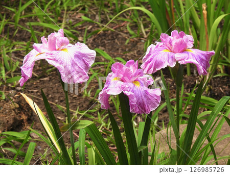 花菖蒲! 花菖蒲! 126985726