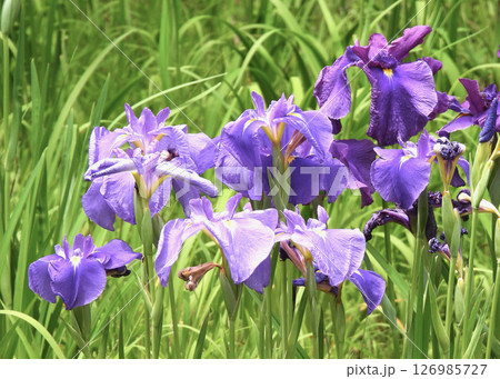 花菖蒲! 花菖蒲! 126985727