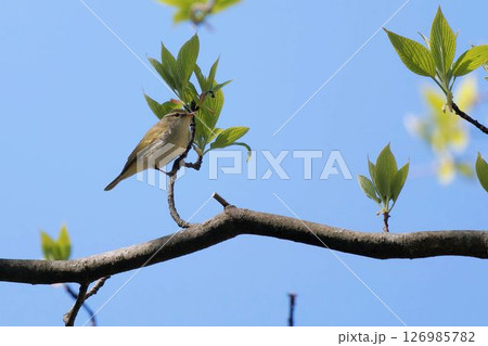 センダイムシクイ センダイムシクイ 126985782