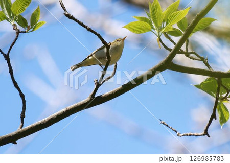 センダイムシクイ 126985783