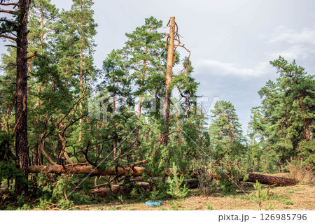 Fallen trees in a forest after a summer hurricane, showcasing nature's resilience and destruction 126985796