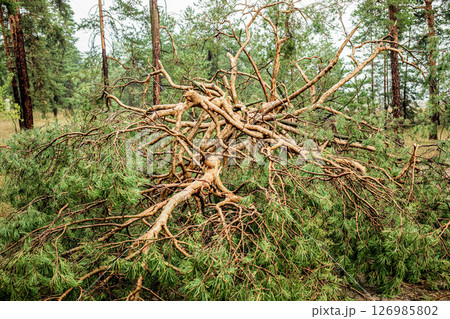 Fallen tree branches and foliage scattered across forest floor after summer hurricane event 126985802