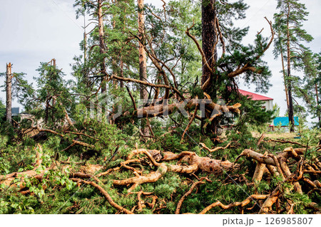 Fallen trees and scattered branches in a forest after a summer hurricane event Fallen trees and scattered branches in a forest after a summer hurricane event 126985807