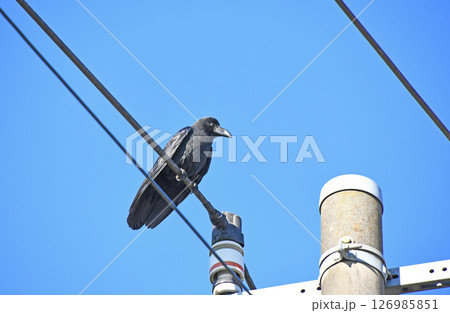電線に止まるハシブトガラス 126985851
