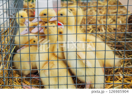 picture of ducklings in the cage 126985904