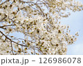 コブシの花 126986078